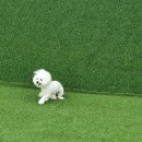 아리댕댕애견카페 이미지