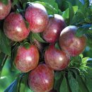 새로이농장 이미지