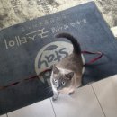 백패커스인여수타이니 | 4월의 2박3일 여수 국내 혼자 여행 1일차후기 조용하고 힐링된 하루