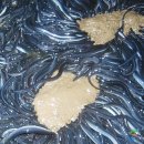 장어먹는날 이미지