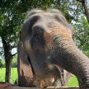 코끼리헤어 | 방콕 엘리펀트파크 | 코끼리 진짜 이렇게 커요? 코끼리 투어 엘리펀트파크 솔직 후기🐘