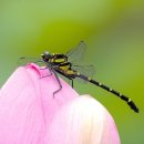 DK골프존 이미지