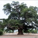 한재초교석불상 이미지