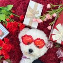 놀러오개 애견유치원 애견호텔 운정신도시점 이미지