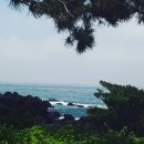 소나무펜션형민박 이미지