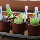 황금다육이와선인장 이미지