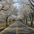 백운면 벚꽃길 이미지