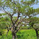 조형주유소 이미지