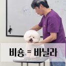 영산로 284 | 광주애견미용학원 바닐라에서 자격증 취득부터 창업까지 이룬 찐 후기
