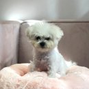 메르시동물병원 이미지