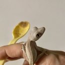 햄스터분양 베이비초롱 | 도마뱀키우기 초보 후 / 게코 도마뱀 분양부터 실제 사육 일기