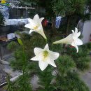 화이트 헤븐 이미지