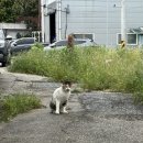 콩콩설기 이미지