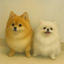 양정유치원 | 양정애견유치원 추천하는 맘바이 서면본점 강아지유치원