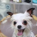 토토애견 이미지