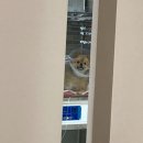 애니컴 메디컬센터 | 강아지 슬개골 탈구 수술 후기 1 (feat. 애니컴 메디컬 센터)