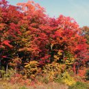 알곤퀸 주립공원 (Algonquin Province park )의 단풍길 (첫번째) 이미지