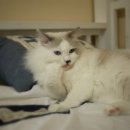 그루밍 루니 이미지