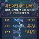 유전이란 무엇일까? DNA·유전자·염색체·유전체 개념 총정리 이미지