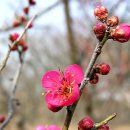 ∥카메라 산책∥‘한밭수목원’ 봄의 화신(花信)들... 박종복 기자 이미지