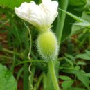 서해박속낙지전문점 이미지