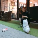 쿨한 강아지 이미지