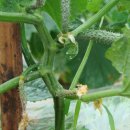 반용농장 이미지