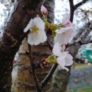 벚꽃길(에덴) 주유소 이미지