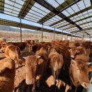 SKY한우농장 이미지