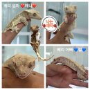 서구-01-114 | 크레스티드 게코 도마뱀 둘째 입양🦎❤️ 조이클린케이지 중,대 후기