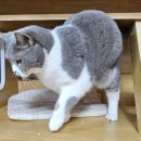 동물보육원 대전서구갈마지부 이미지