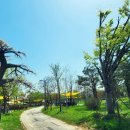 탄금호피크닉공원 3 이미지