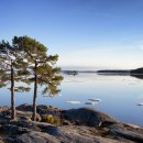 별과 소나무 이미지