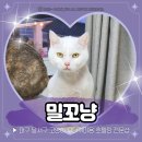 안심택배함(용산1동행정복지센터) | 대구 고양이 미용 달서구 밀꼬냥 11살 노묘 미용 후기