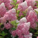 윙키핑키 이미지