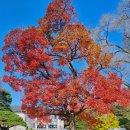 고모리 저수지광장 | 광릉수목원 대중교통 가는법 포천 국립수목원 단풍 코스 실시간 꿀팁