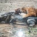 호랑이PC 이미지