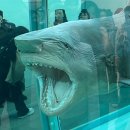 수진가새란약국 | 데이미안허스트 전시 상어 소 무료 도슨트 전시해설 후기