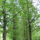 노을공원가로수길 이미지