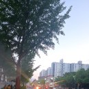 네잎 행운클로버 시세는 얼마일까요 (부록 : 부처님오신날 행진 ) 이미지