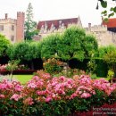 들꽃연가 이미지