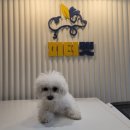 피터펫 논현점 이미지