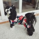 에이미펫 이미지