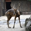 동물이야기 62 멸종위기종 사불상(四不像) 이미지