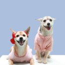 멍멍이 클럽 이미지