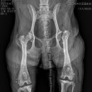 친친동물병원 이미지