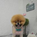 놀부펫