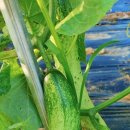 풍년염소농장 이미지