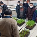 대학찰옥수수 이미지