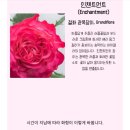 인챈트먼트 이미지